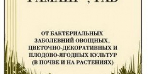 Bijela trulež (sklerotinija) krastavaca u stakleniku: liječenje, fotografija, borba